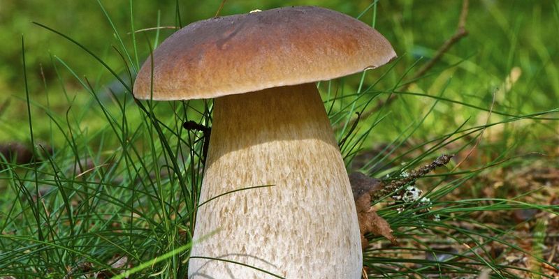 Белый гриб березовый – гриб с фото и описанием