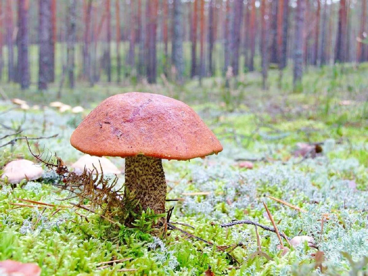 Подберезовик обыкновенный – гриб с фото и описанием