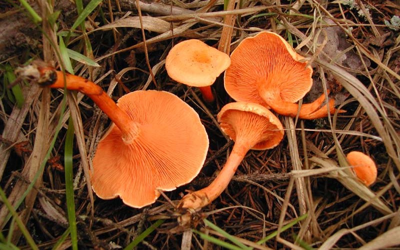 Лисичка ложная – гриб с фото и описанием