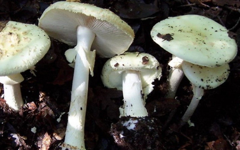 Мухомор поганковидный – гриб с фото и описанием