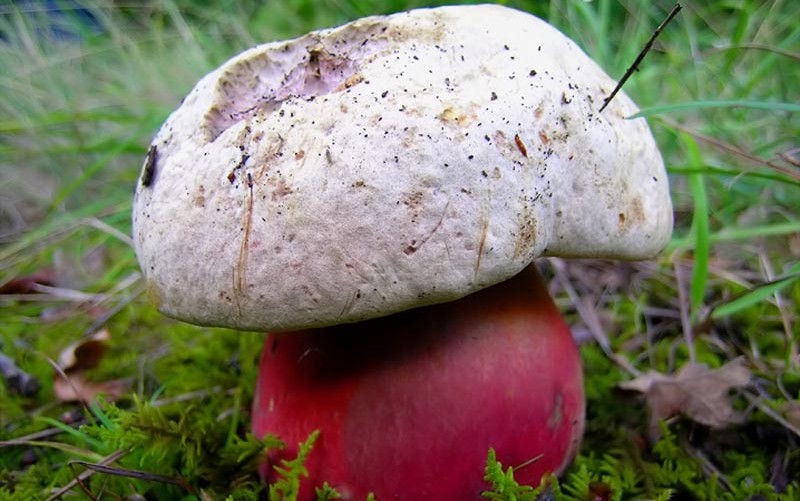 Сатанинский гриб – гриб с фото и описанием