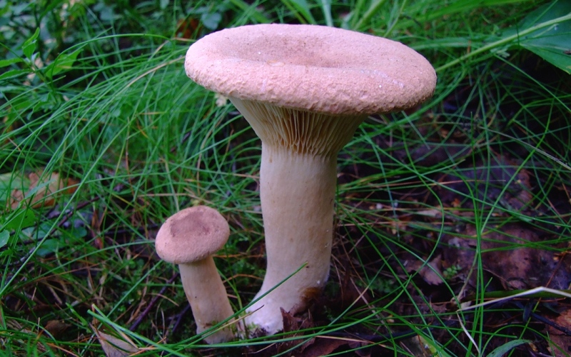 Млечник серо-розовый – гриб с фото и описанием