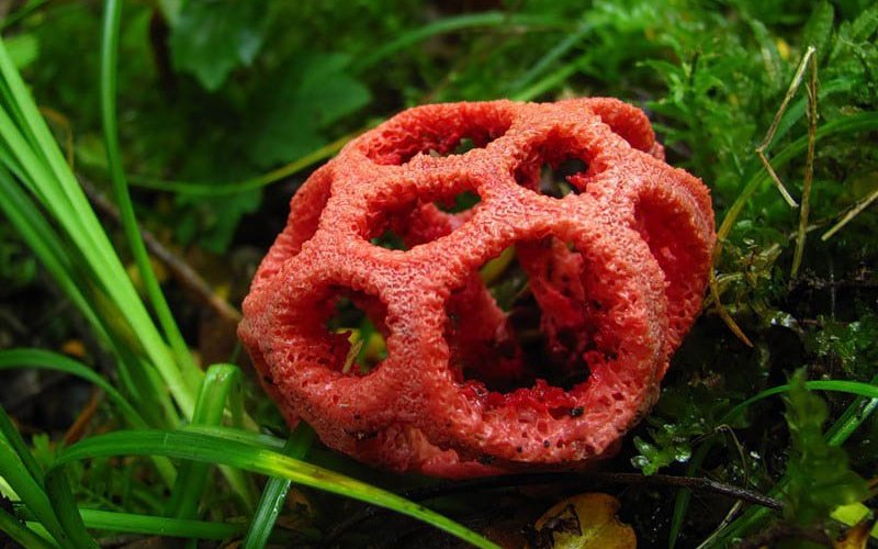 Решеточник красный – гриб с фото и описанием