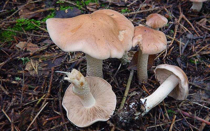 Валуй ложный – гриб с фото и описанием