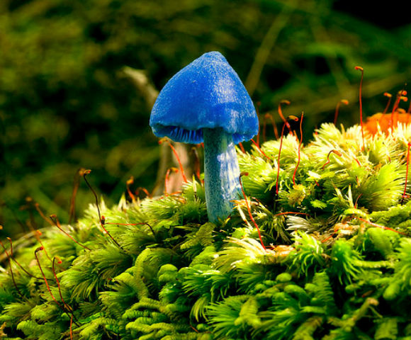 Лазурный гриб – гриб с фото и описанием