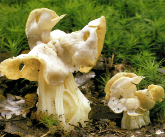 Лопастник упругий – гриб с фото и описанием