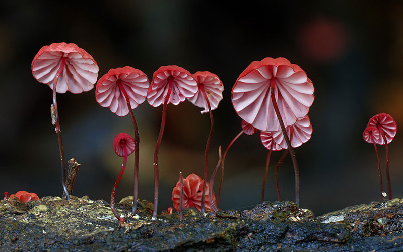Негниючник кровавоголовый – гриб с фото и описанием