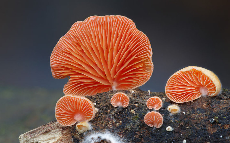 Крепидот – гриб с фото и описанием