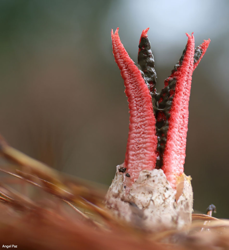 Антурус Арчера – гриб с фото и описанием