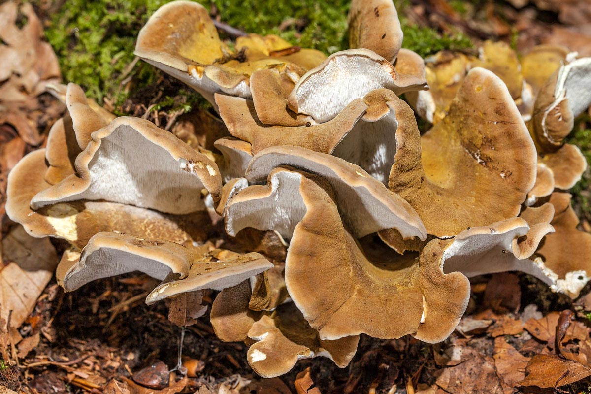 Альбатреллус гребенчатый – гриб с фото и описанием