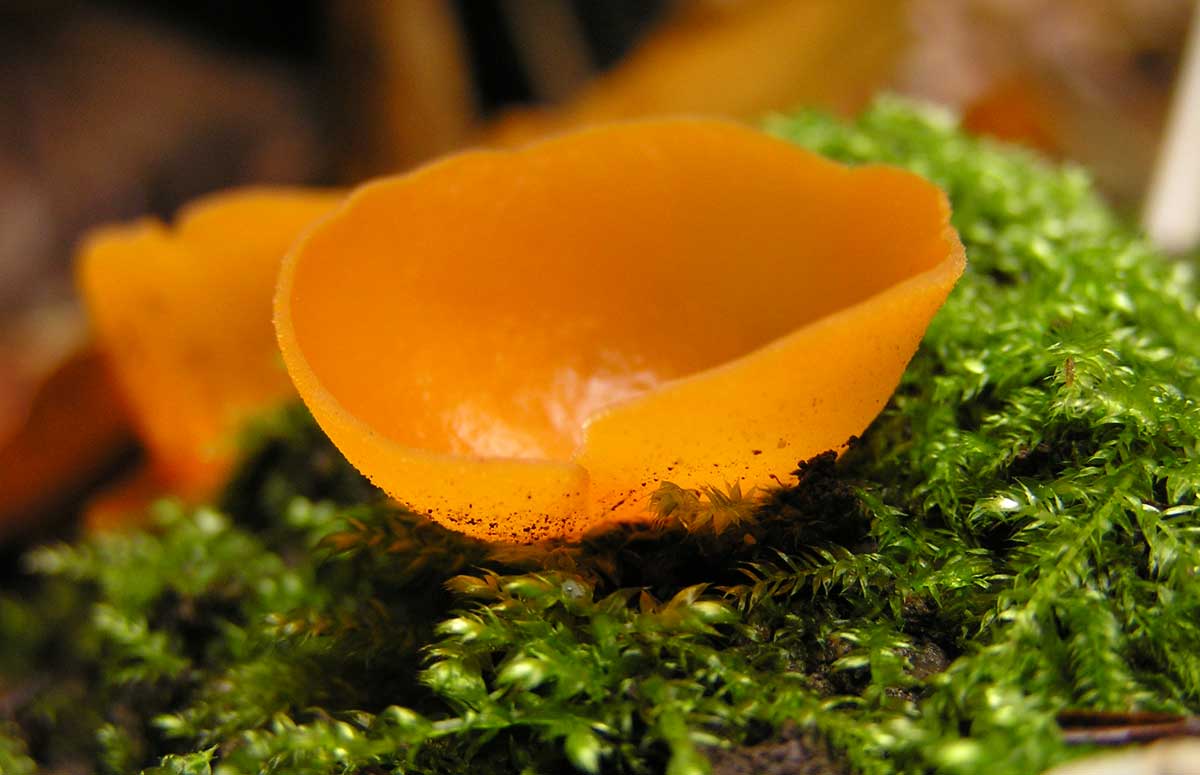 Алеврия оранжевая – гриб с фото и описанием