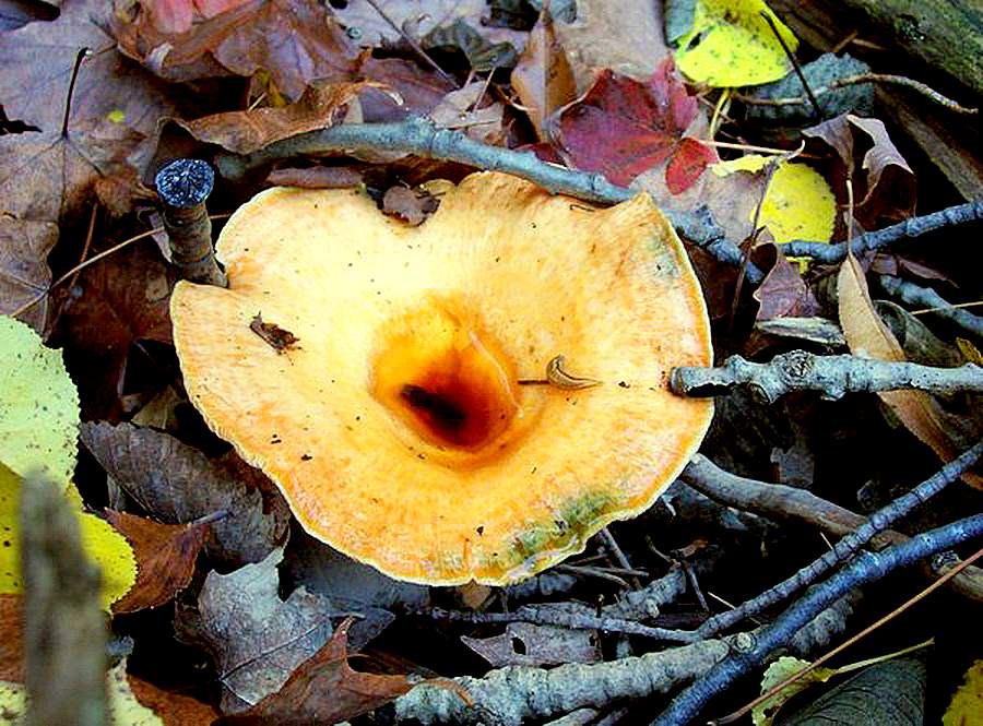 Альбатреллус тянь-шаньский – гриб с фото и описанием