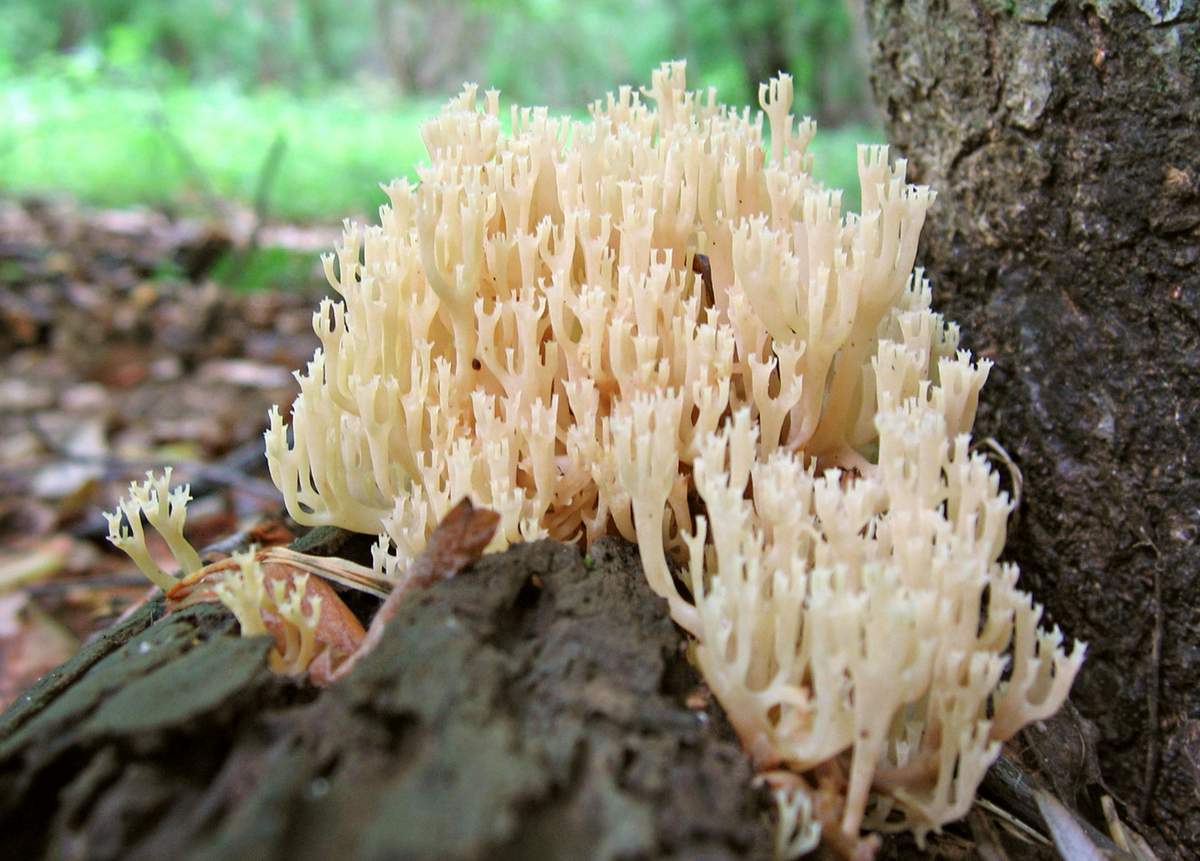 Артомицес крыночковидный – гриб с фото и описанием