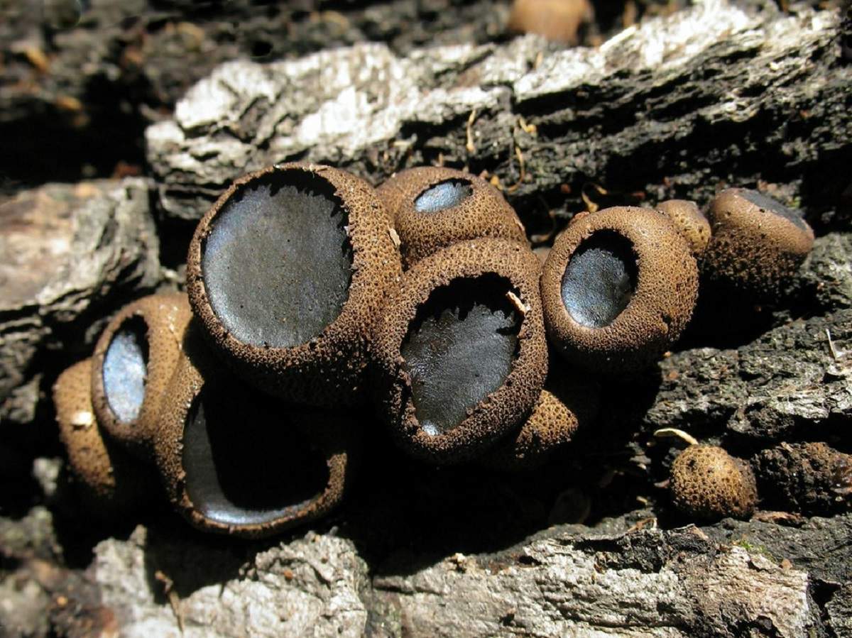 Булгария инквинанс – гриб с фото и описанием