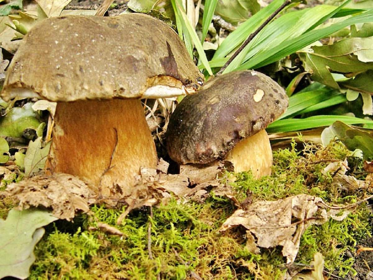Болет полубронзовый – гриб с фото и описанием