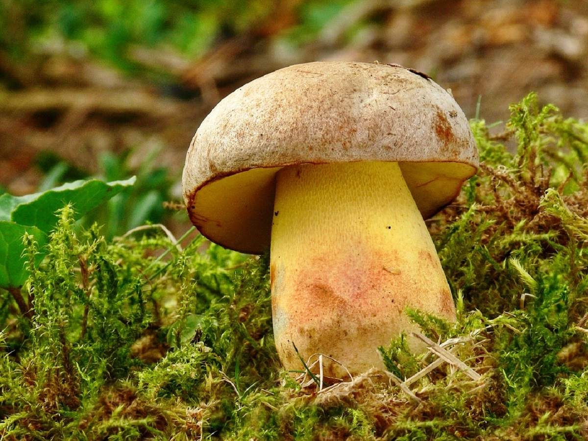 Боровик Фехтнера – гриб с фото и описанием