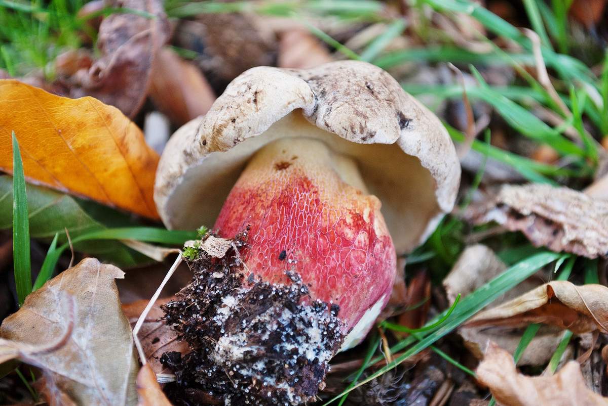 Болет красивоножковый – гриб с фото и описанием