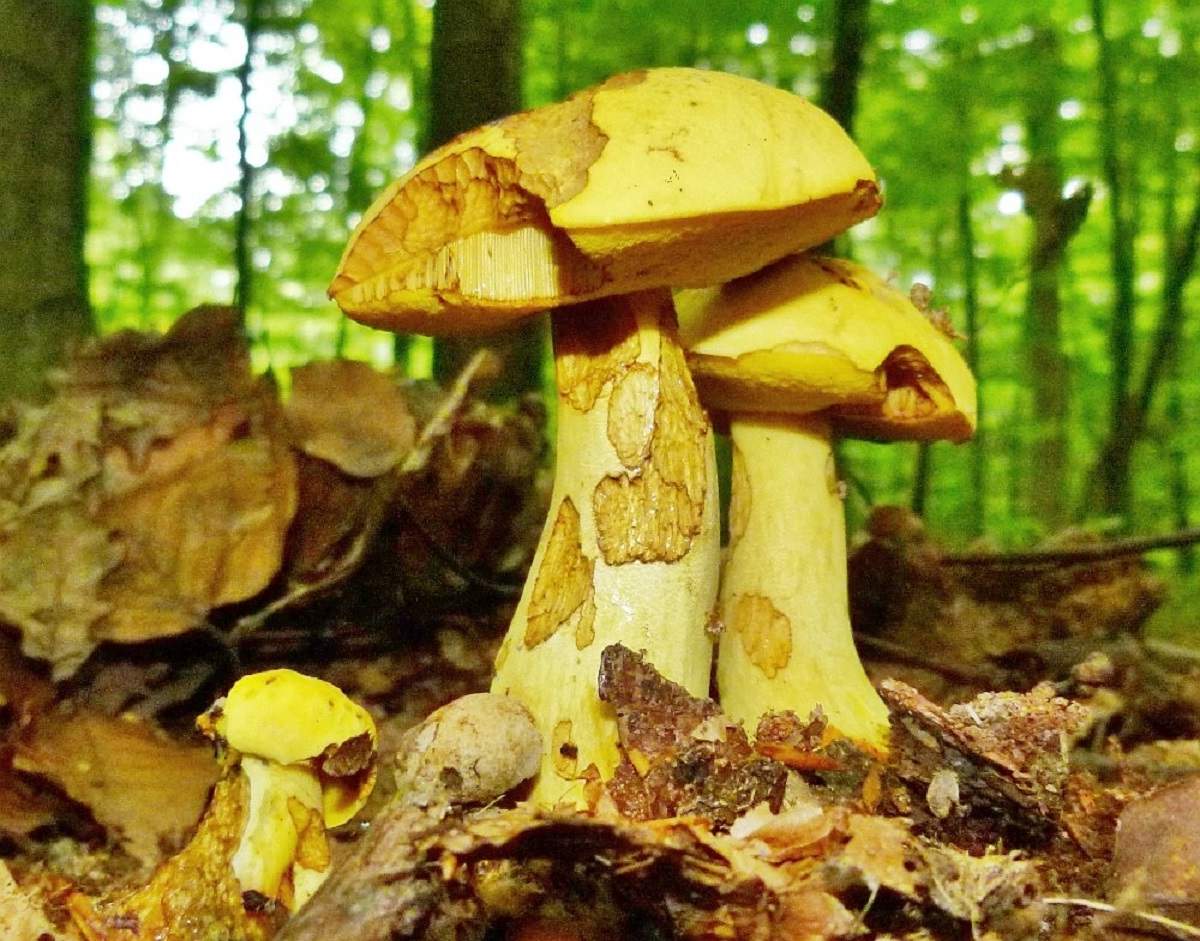Боровик желтый – гриб с фото и описанием