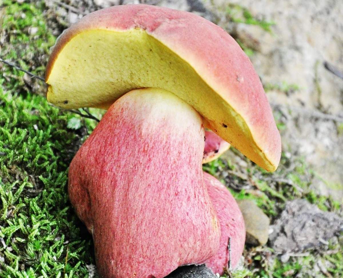 Боровик двуцветный – гриб с фото и описанием