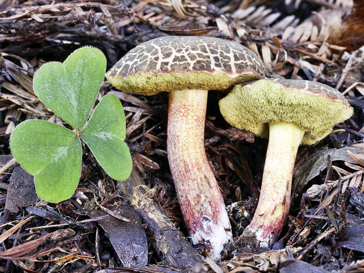 Боровик пороспоровый – гриб с фото и описанием
