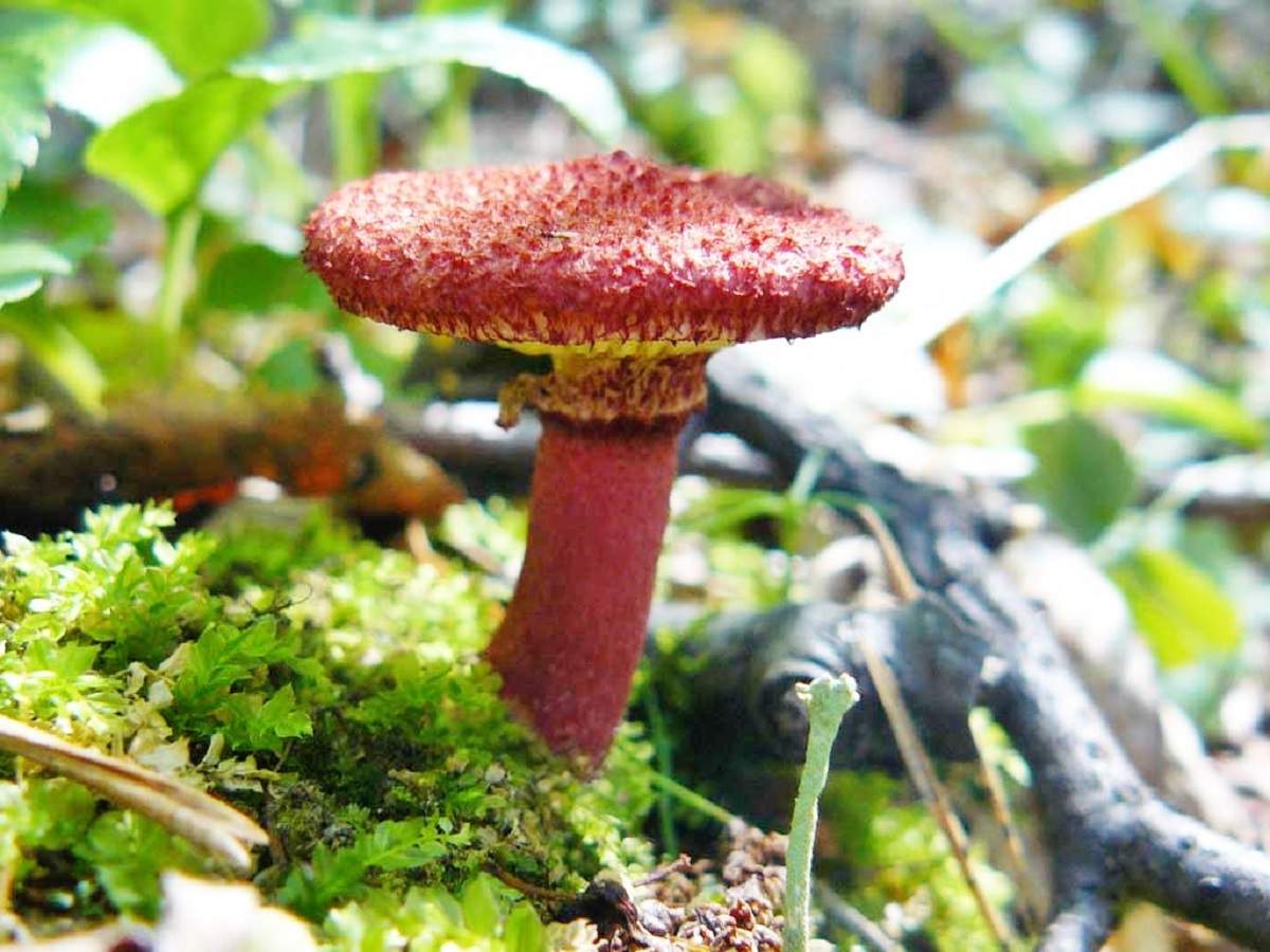 Болетин азиатский – гриб с фото и описанием