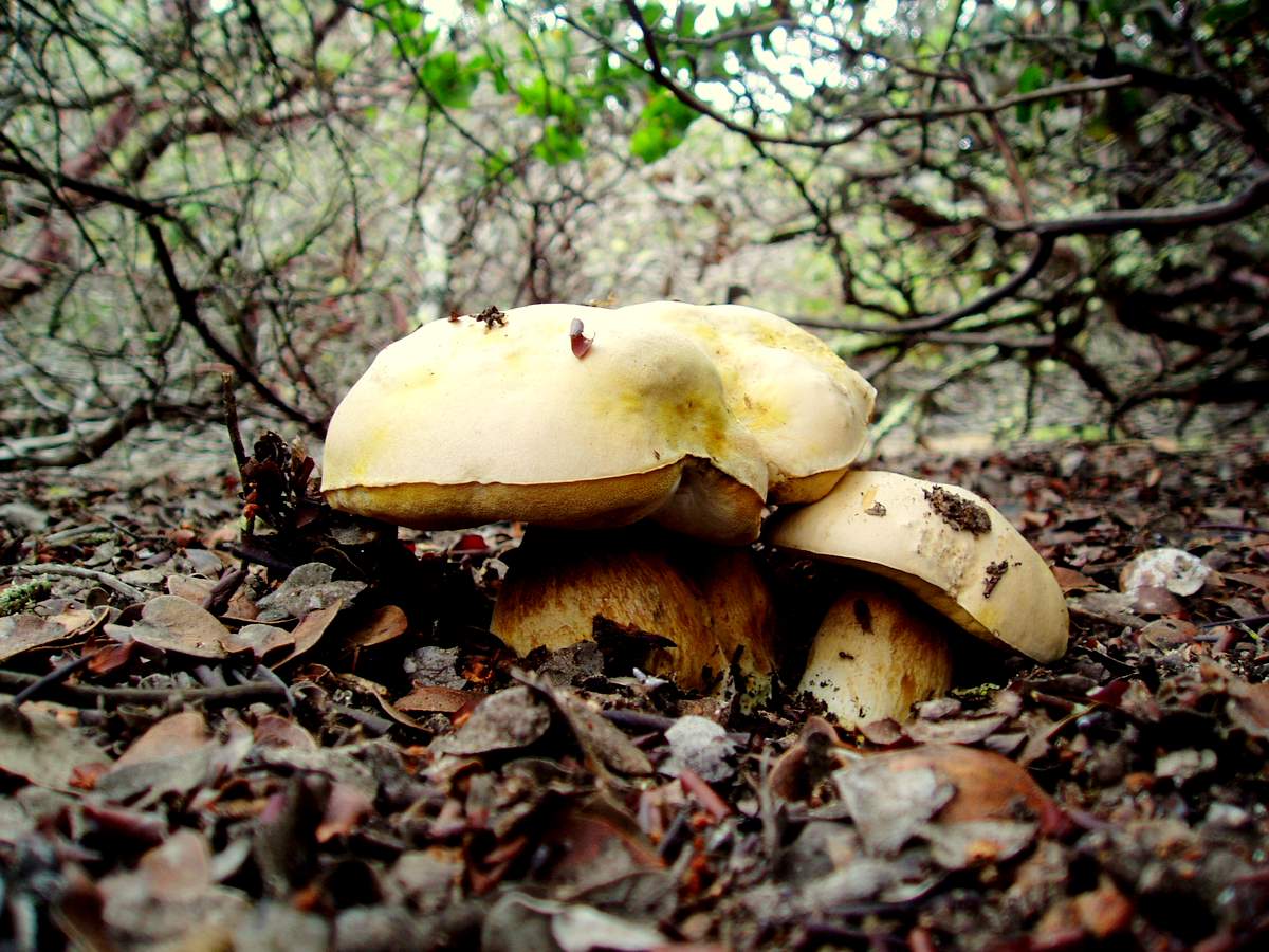 Боровик Берроуза – гриб с фото и описанием