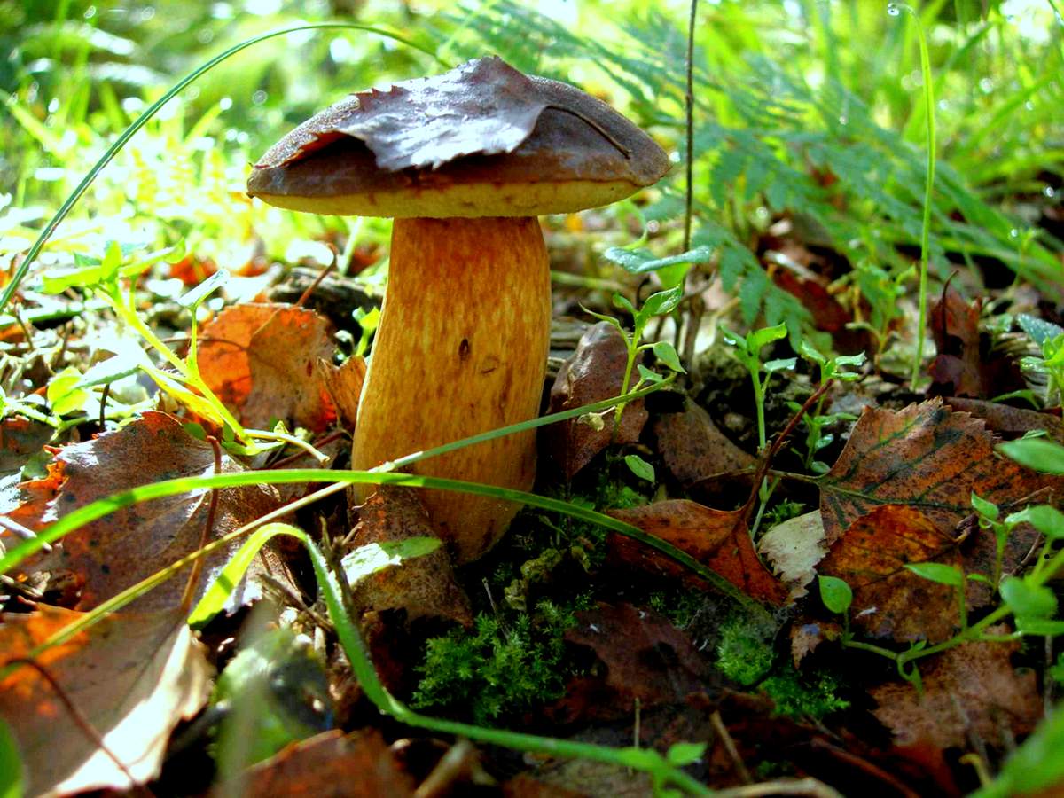 Боровик бронзовый – гриб с фото и описанием