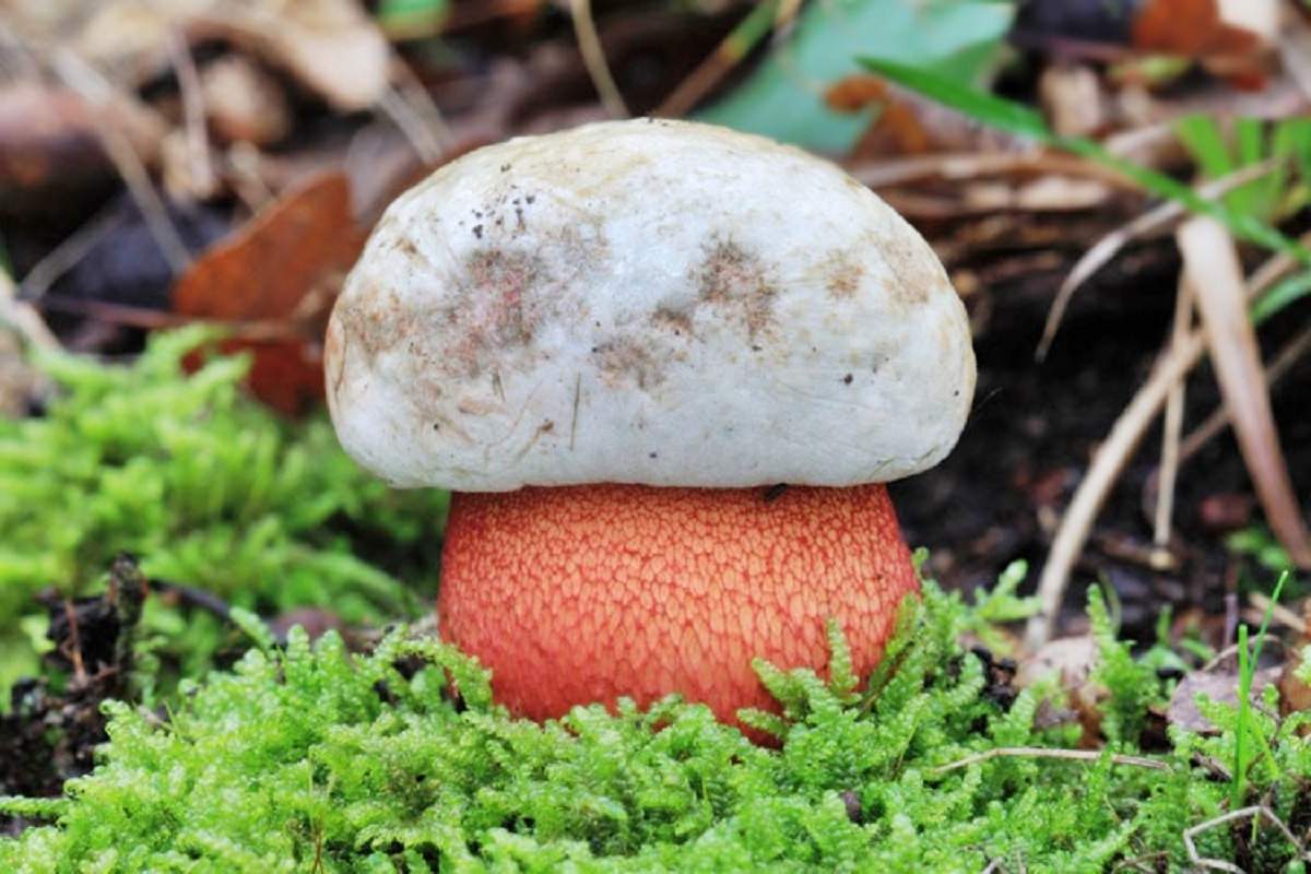 Боровик розовокожий – гриб с фото и описанием