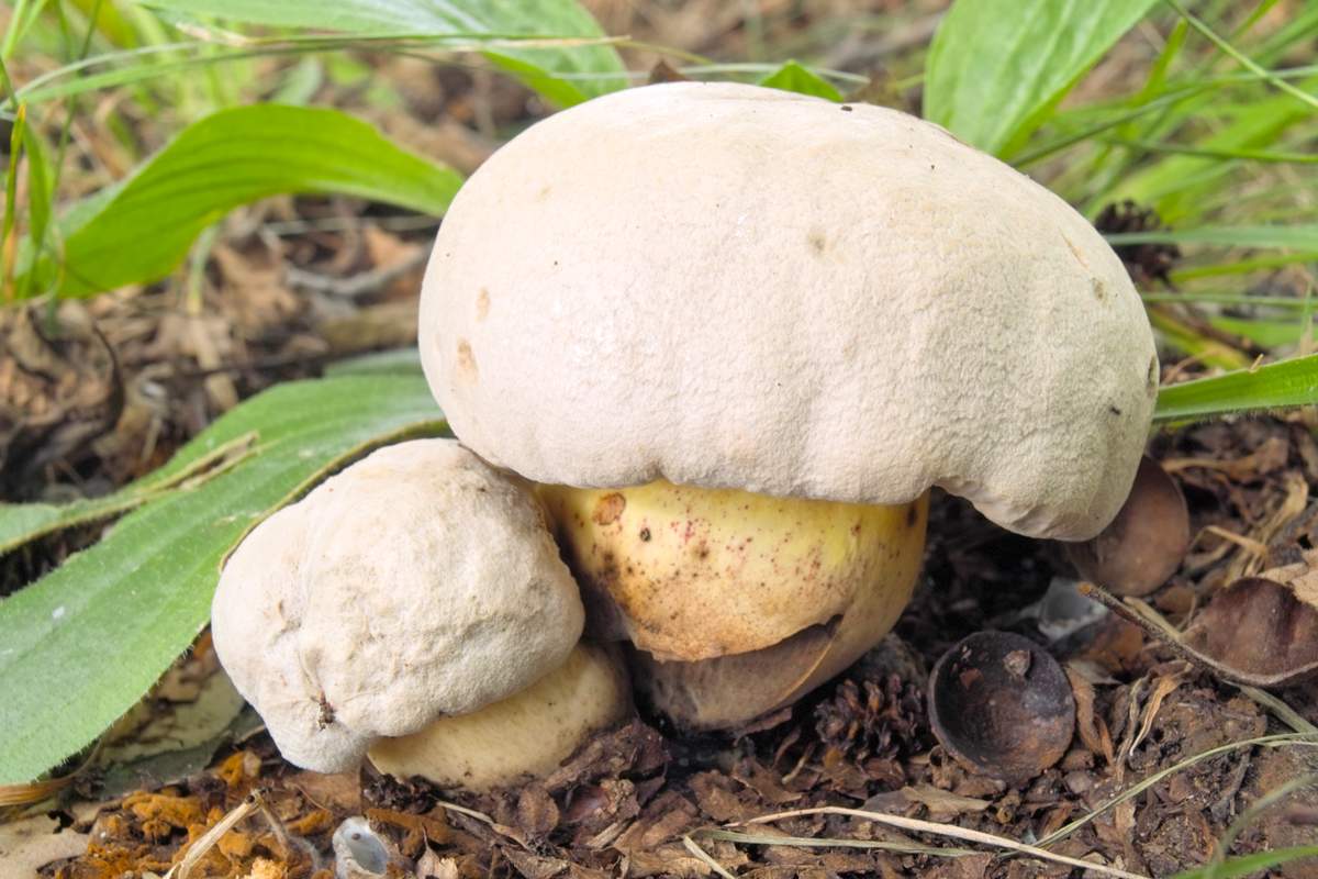 Боровик коренящийся – гриб с фото и описанием