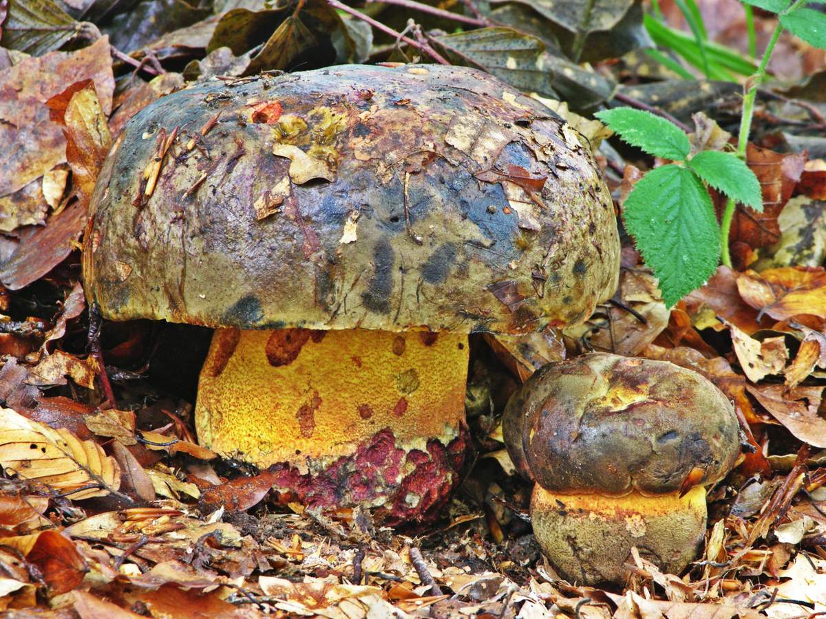 Боровик пурпурный – гриб с фото и описанием