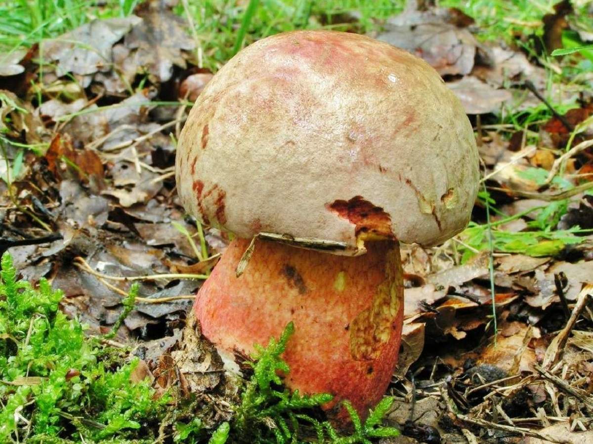 Боровик ле Галь – гриб с фото и описанием