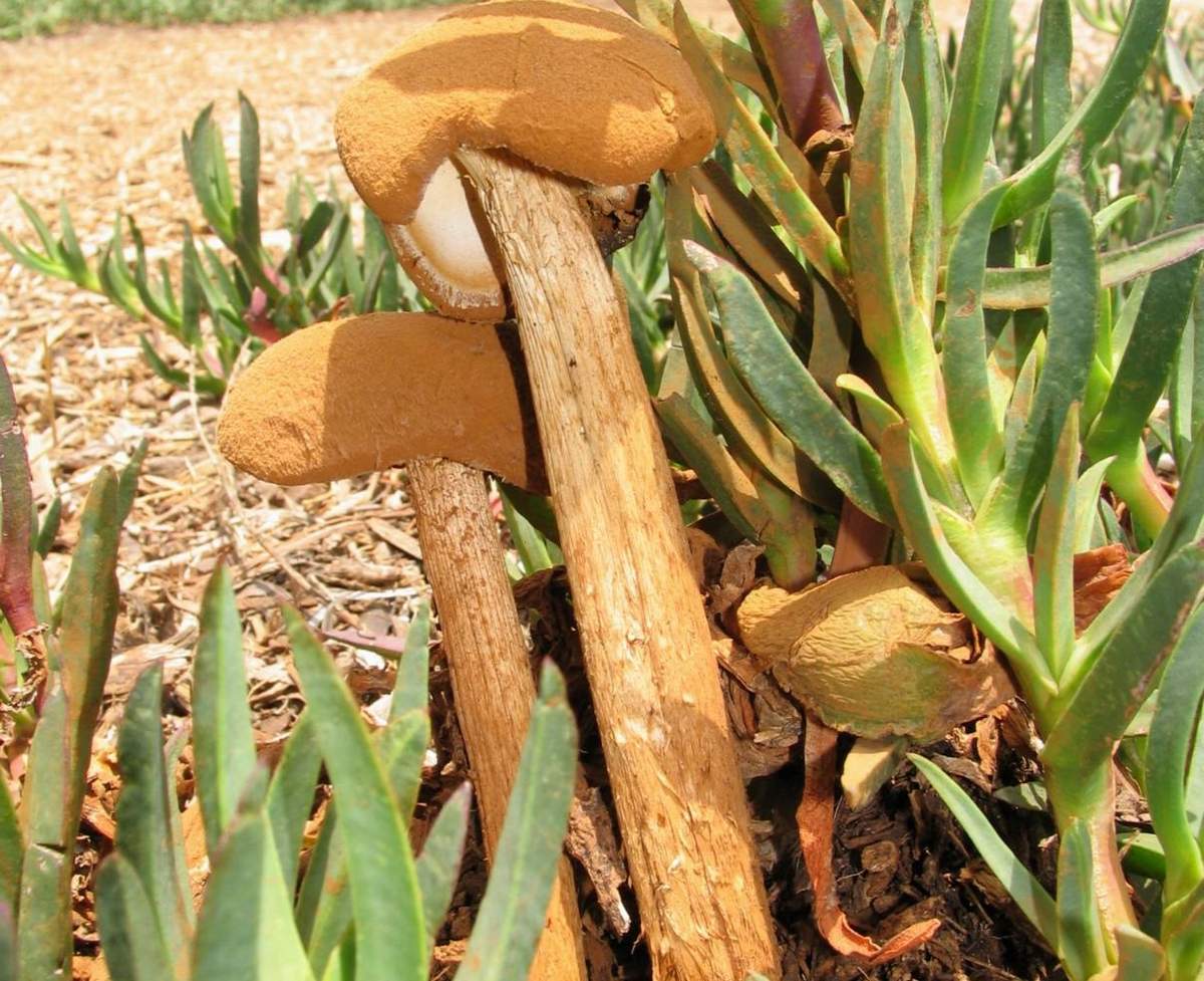 Баттаррея весёлковая – гриб с фото и описанием