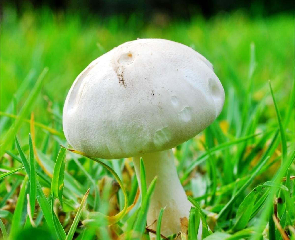 Белошампиньон румянящийся – гриб с фото и описанием