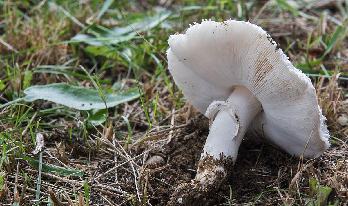 Белошампиньон длиннокорневой – гриб с фото и описанием