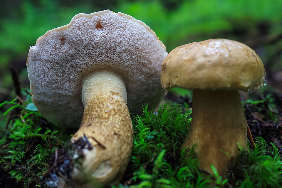 Желчный гриб – гриб с фото и описанием