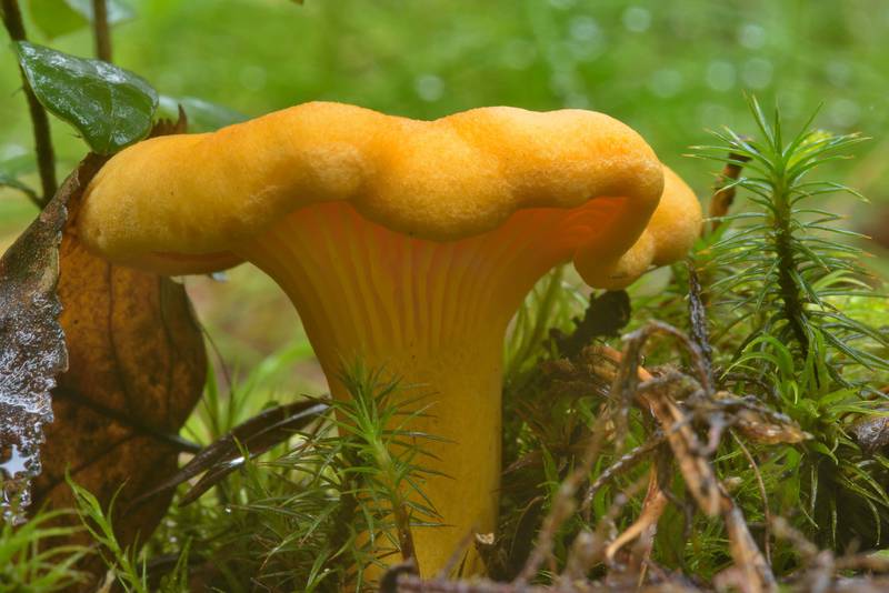 Лисичка обыкновенная – гриб с фото и описанием