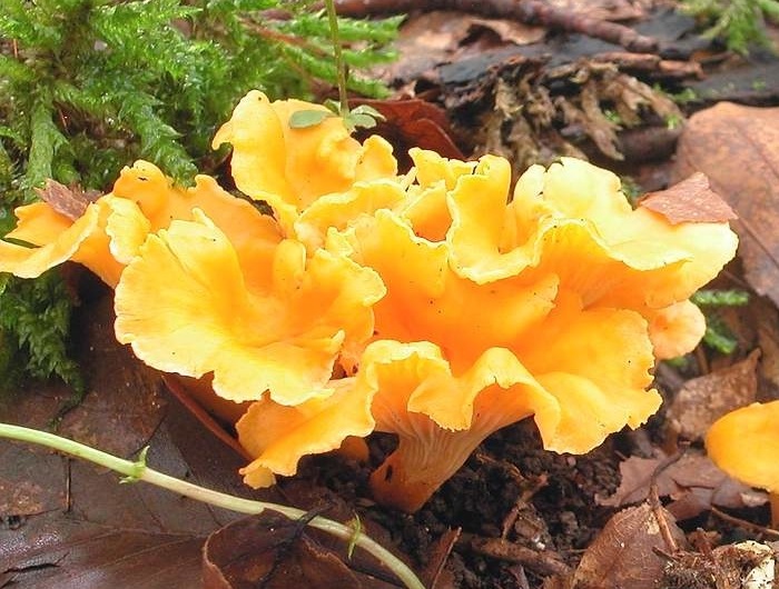 Лисичка бархатистая – гриб с фото и описанием