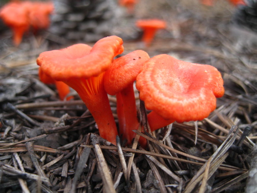 Лисичка киноварно-красная – гриб с фото и описанием
