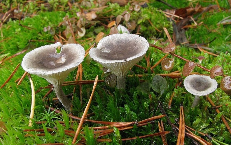 Лисичка горбатая – гриб с фото и описанием