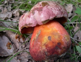Боровик розово-пурпурный – гриб с фото и описанием