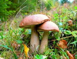 Подосиновик сосновый – гриб с фото и описанием