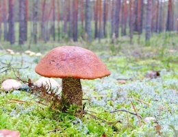 Подберезовик обыкновенный – гриб с фото и описанием