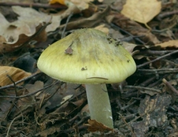 Бледная поганка – гриб с фото и описанием