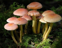 Ложный опенок – гриб с фото и описанием