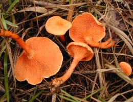 Лисичка ложная – гриб с фото и описанием