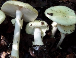 Мухомор поганковидный – гриб с фото и описанием