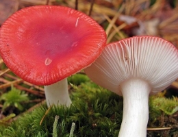Сыроежка жгуче-едкая – гриб с фото и описанием