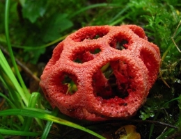 Решеточник красный – гриб с фото и описанием