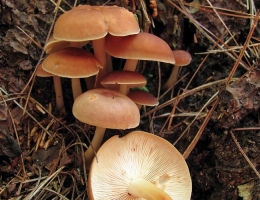 Гимнопилус прекрасный – гриб с фото и описанием