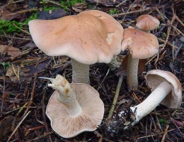Валуй ложный – гриб с фото и описанием